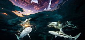Call for Entries: Underwater Photographer of the Year 2022 Photo