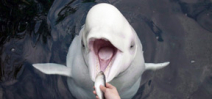 Vancouver aquarium to cease marine mammal captivity program Photo