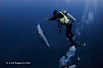 Solmar V rescues a dolphin Photo