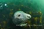 Spaces available on Wetpixel Farnes seal trip Photo