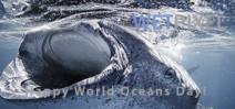 Happy World Oceans Day 2015 Photo