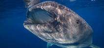 Report: Wetpixel Whale Sharks 2019 Photo