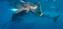 Trips: Wetpixel Whale Sharks 2019 Photo