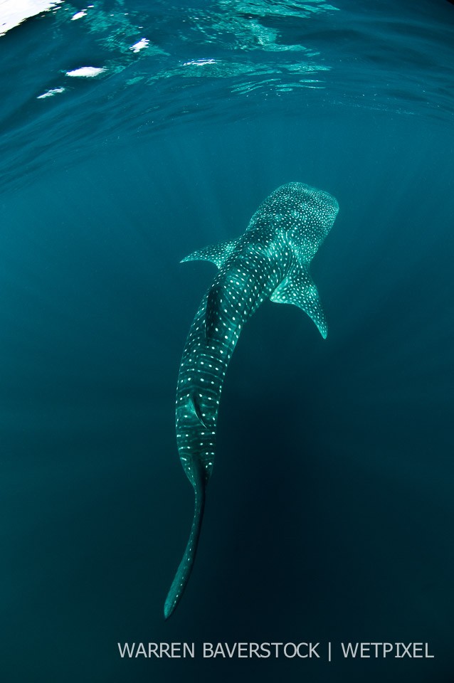 Warren Baverstock: Djibouti whale sharks :: Wetpixel.com
