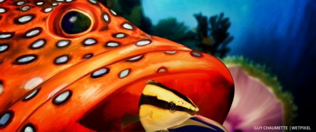 Paintings - fisheye 16 - grouper wrasse
