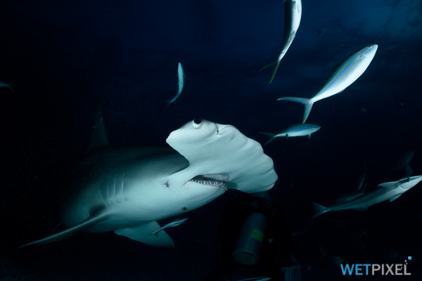 Shark Week on Wetpixel