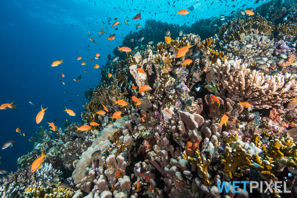 Coral Sea protection on Wetpixel