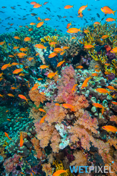 Coral Sea protection on Wetpixel