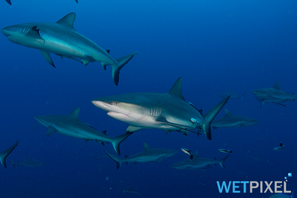 Sharks on Wetpixel