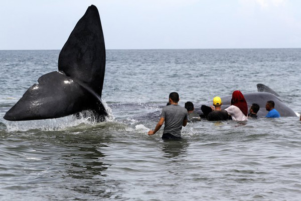 Indonesia whale