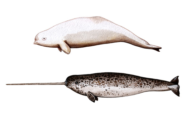 Drone footage uncovers the function of the famous Narwhal tusk