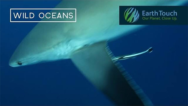 Silvertip shark camera bump on Wild Oceans :: Wetpixel.com