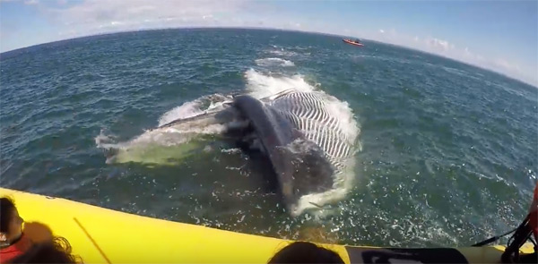 Quebec tourists are treated to an up close and personal fin whale ...