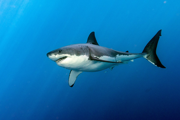 Great white shark on Wetpixel