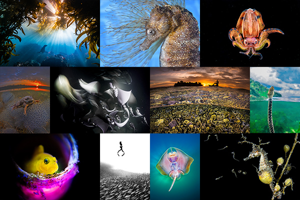 Underwater Competition on Wetpixel