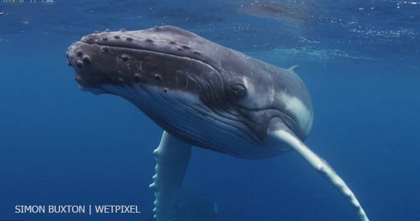 Tongan humpbacks by Simon Buxton on Wetpixel