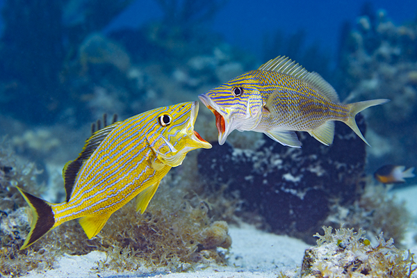 At Night, Fish Communicate With Special Calls, Whistles and Grunts, Smart  News