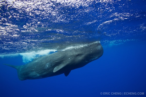Sperm whale expedition to Ogasawara, Japan - Trip Reports and Travel ...