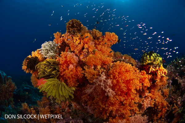 Where to Scuba Dive in Papua New Guinea by Don Silcock :: Wetpixel.com